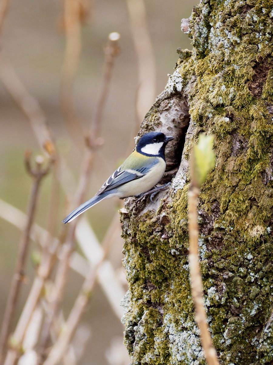 ぱんにゃ@写真垢 tweet media