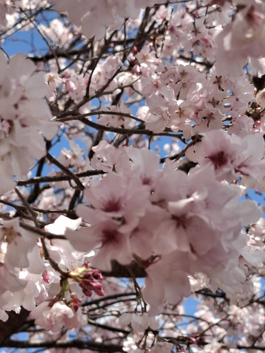 ハンドメイドサークルピュア tweet media