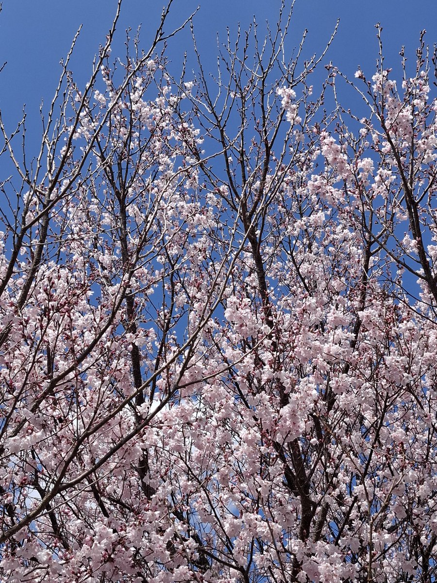 ハンドメイドサークルピュア tweet media