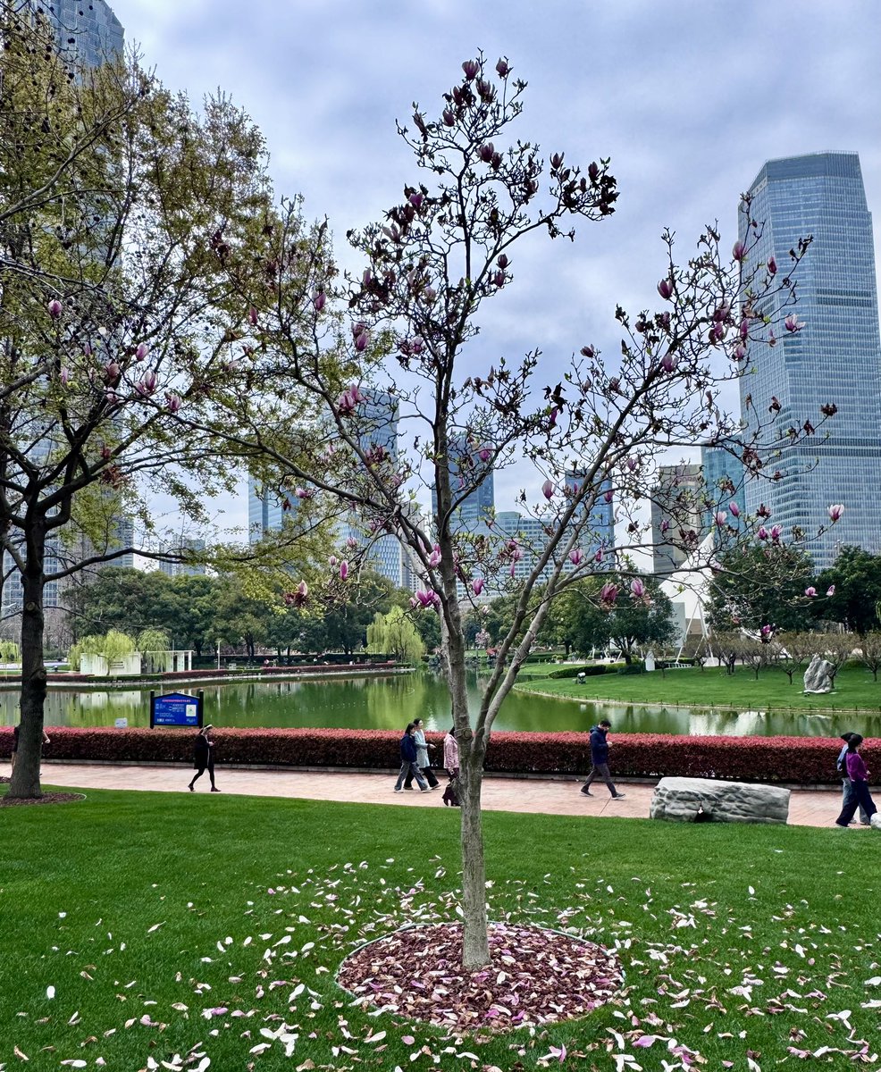 Svinella Cheburek tweet media