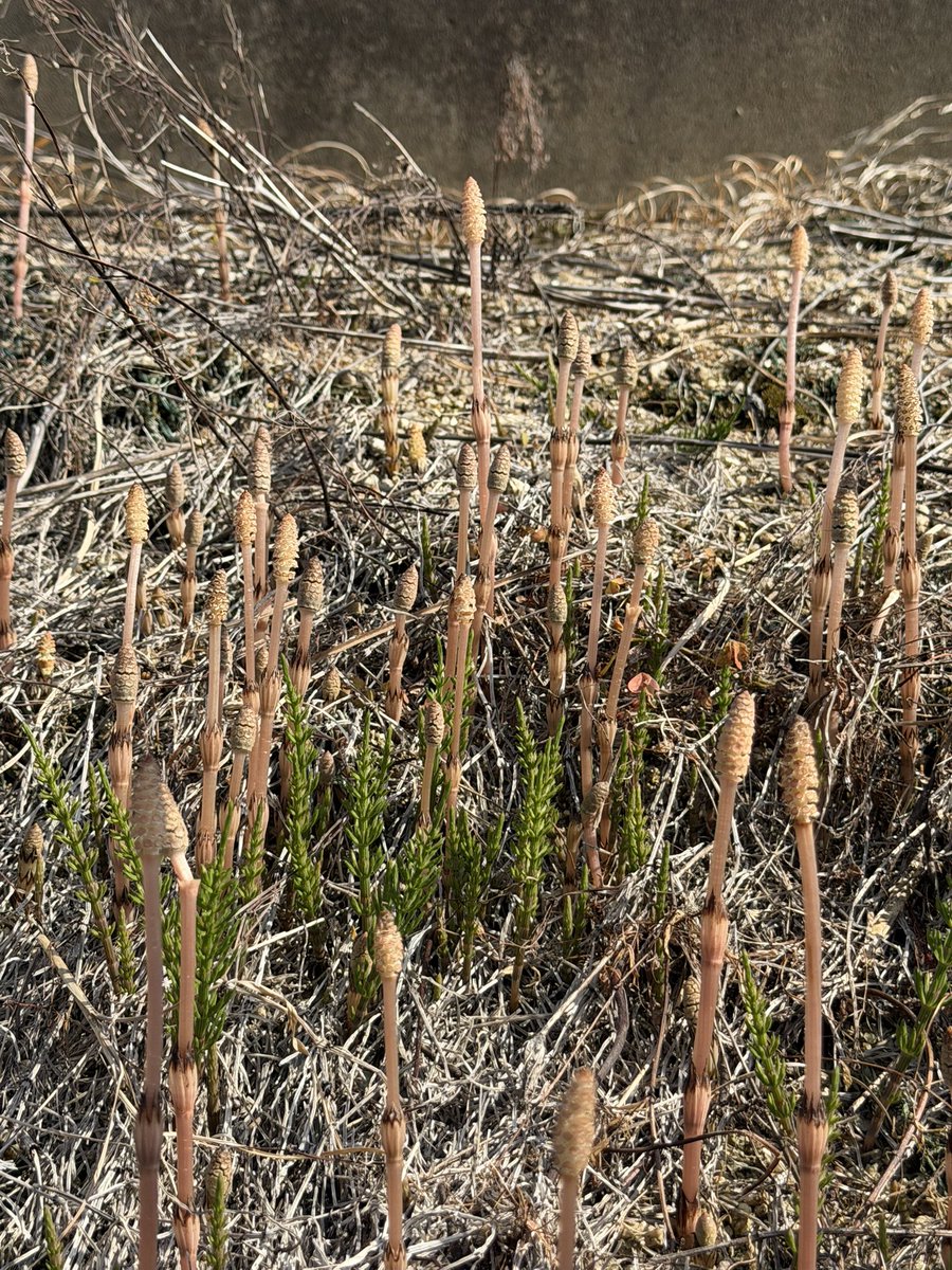 eee2いーつ👑🐃 tweet media