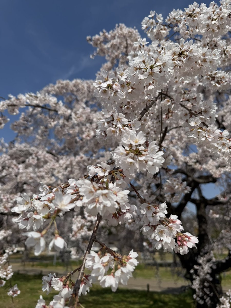 eee2いーつ👑🐃 tweet media