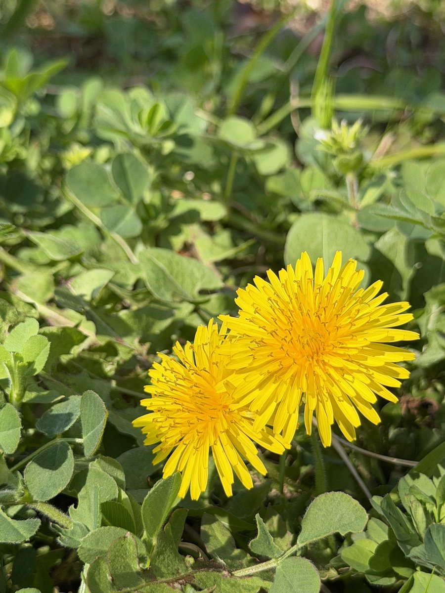 eee2いーつ👑🐃 tweet media