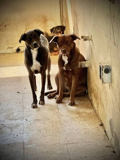 silvia mensegar tweet media