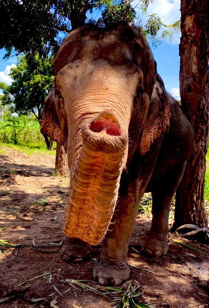 น้องช้างFamily🐘🐘🐘 tweet media