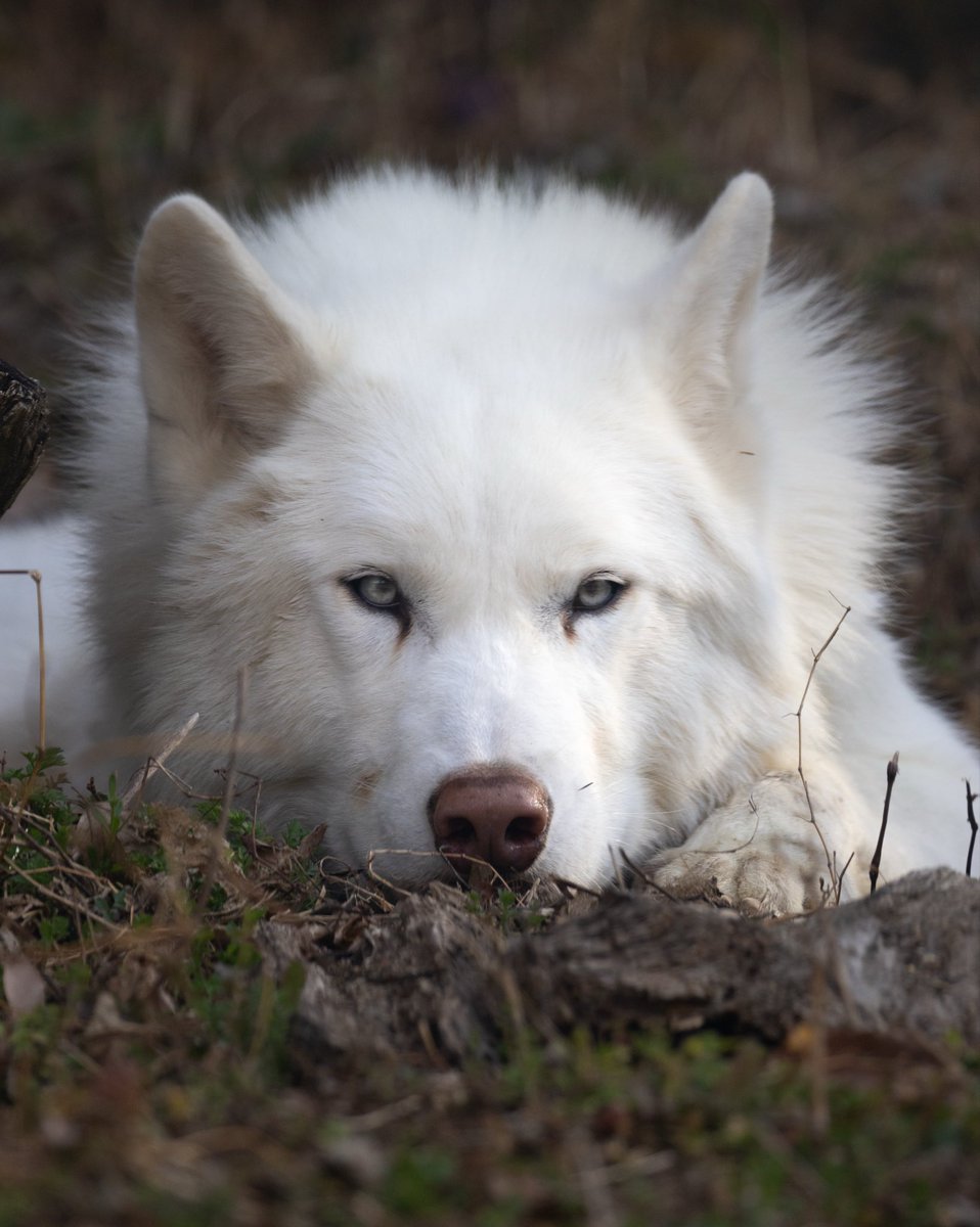 yuki / 動物写真 tweet media