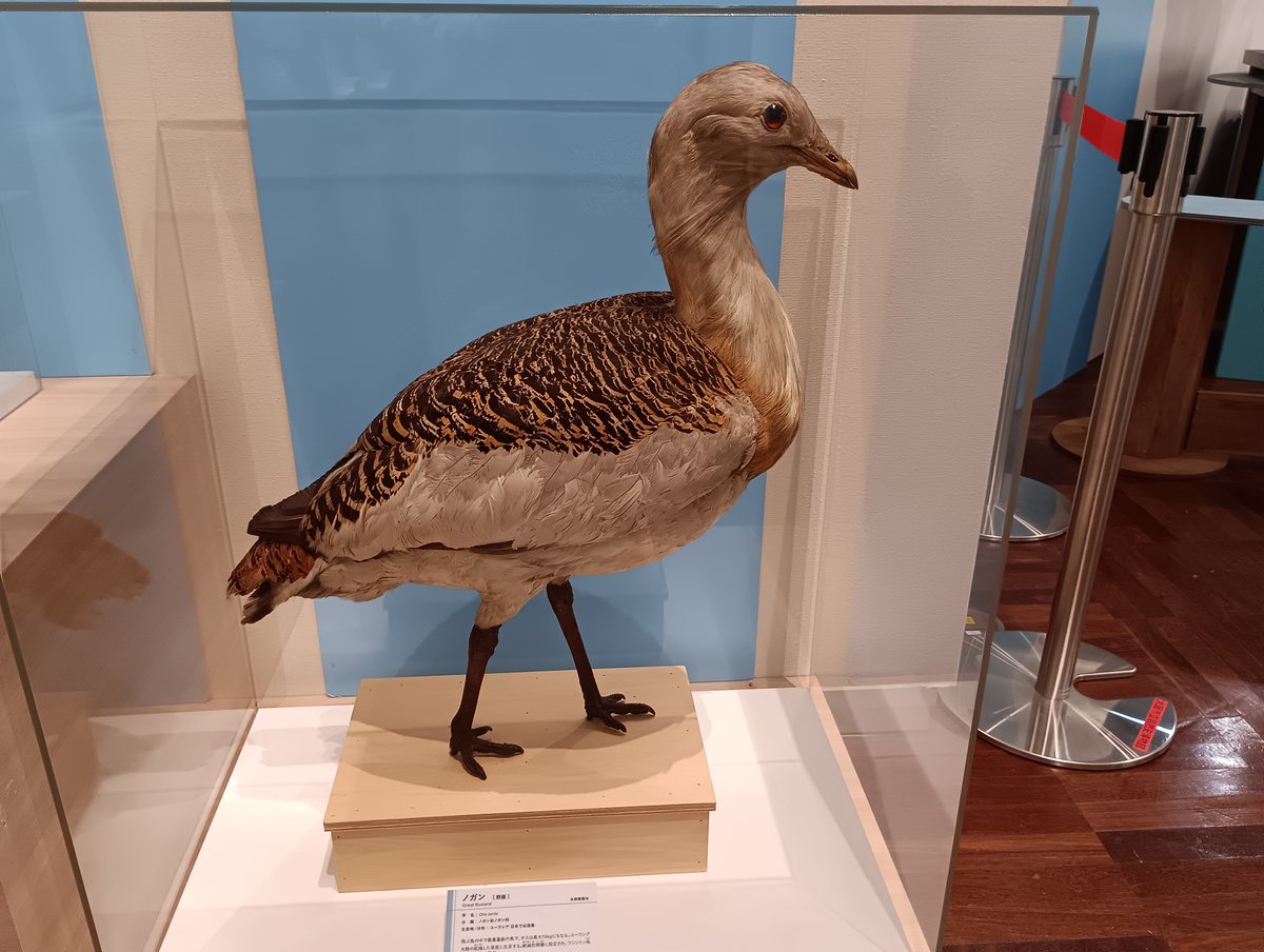 toriusagi96 tweet media