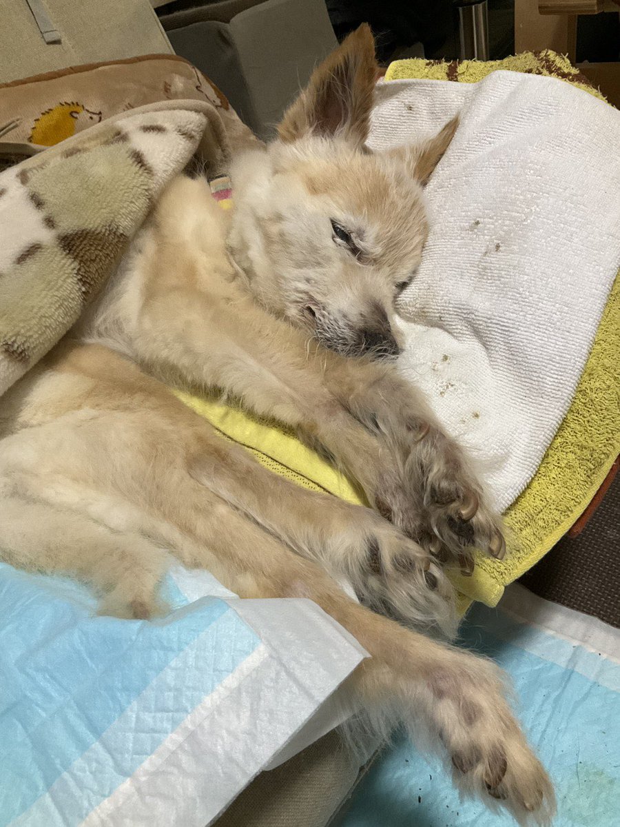 kazugolf1202's tweet photo. 一昨日ゴルフをしてる時に、姉から動物病院で皮下点滴してもらったけど今月越せないかもとLINE

今日午前中皮下点滴して貰い来週またねって
お昼に抹茶アイスを少し口にしてお星になりました

19歳10ヶ月と２日

庭のドッグラン兼練習場を作ったのもモカが走れるように…
また天国で笑顔で走って https://t.co/BdFRIe3exA
