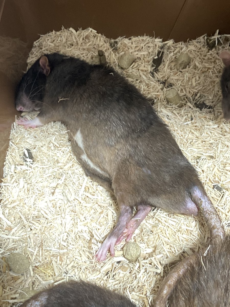 くりす tweet media