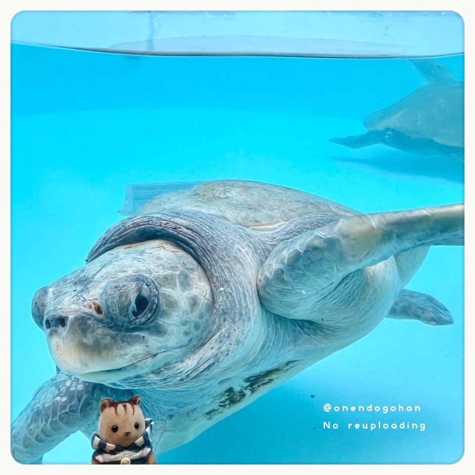 おねんどごはん tweet media