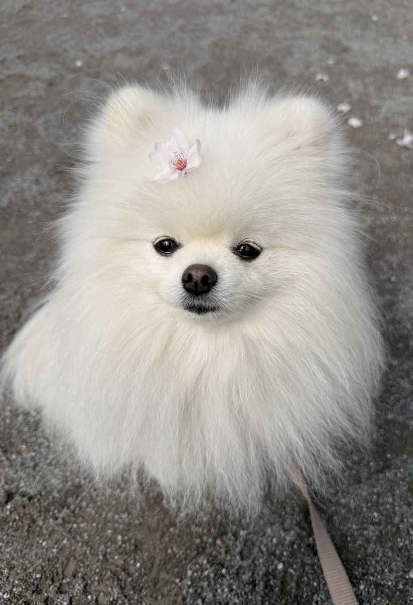 ポメラニアンのおもち tweet media