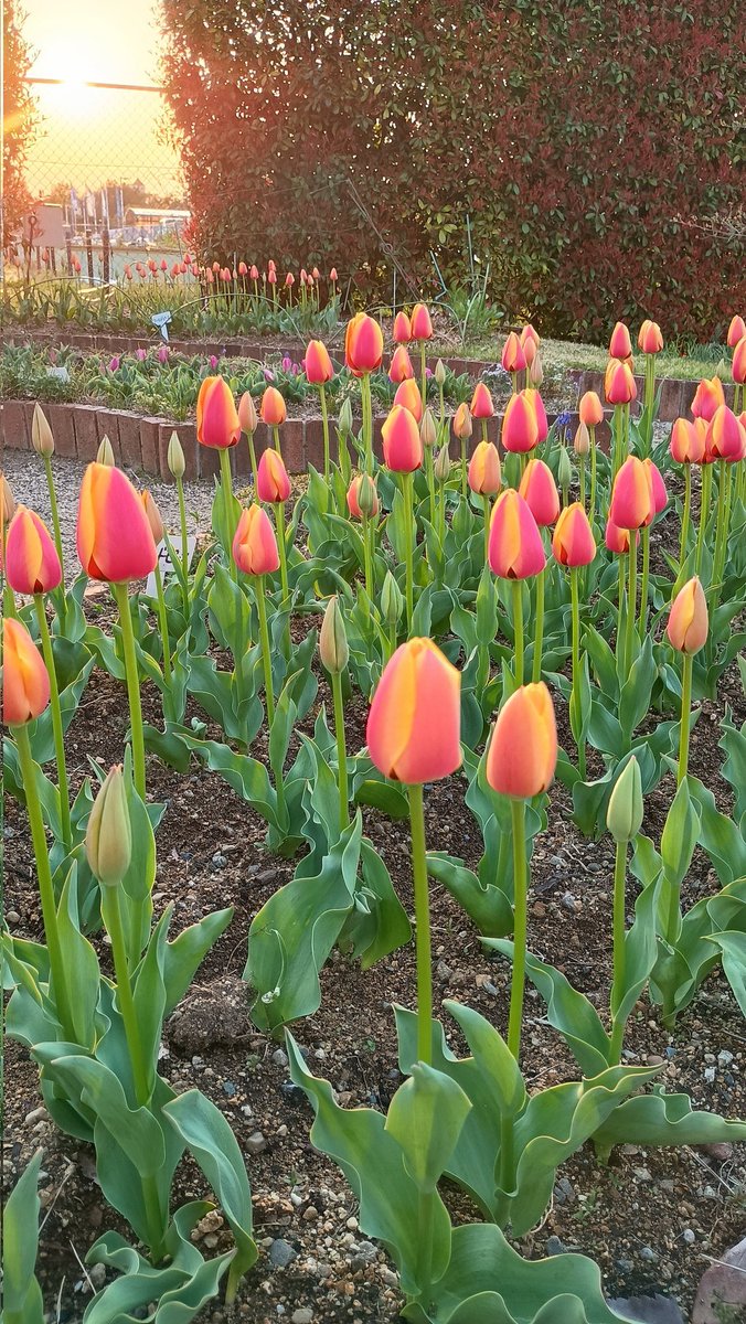 アミティエ ちゃこ tweet media