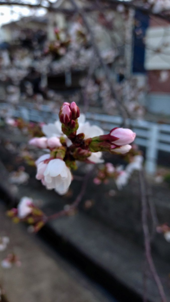 さかちゃん☀🌓 tweet media