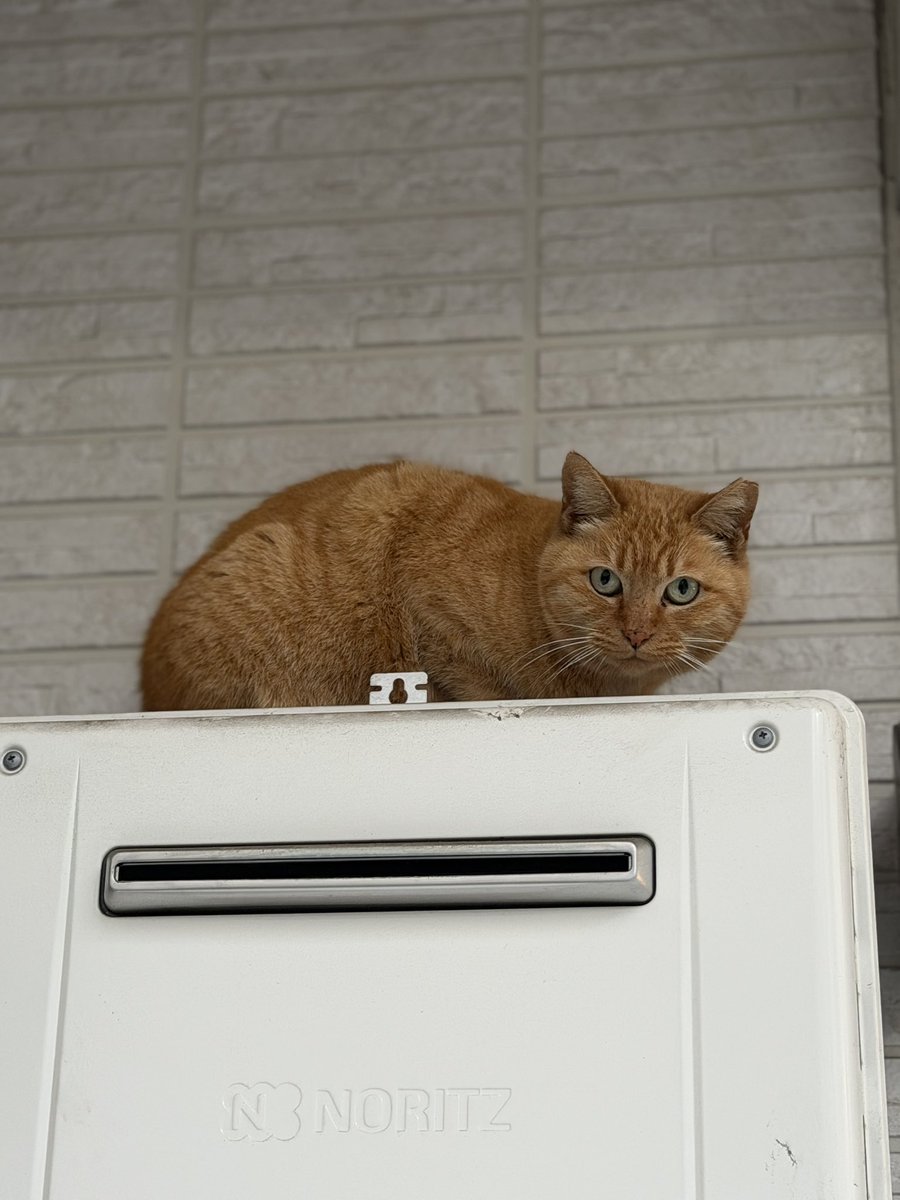 imagecat's tweet photo. https://t.co/DVt9P5GUoz