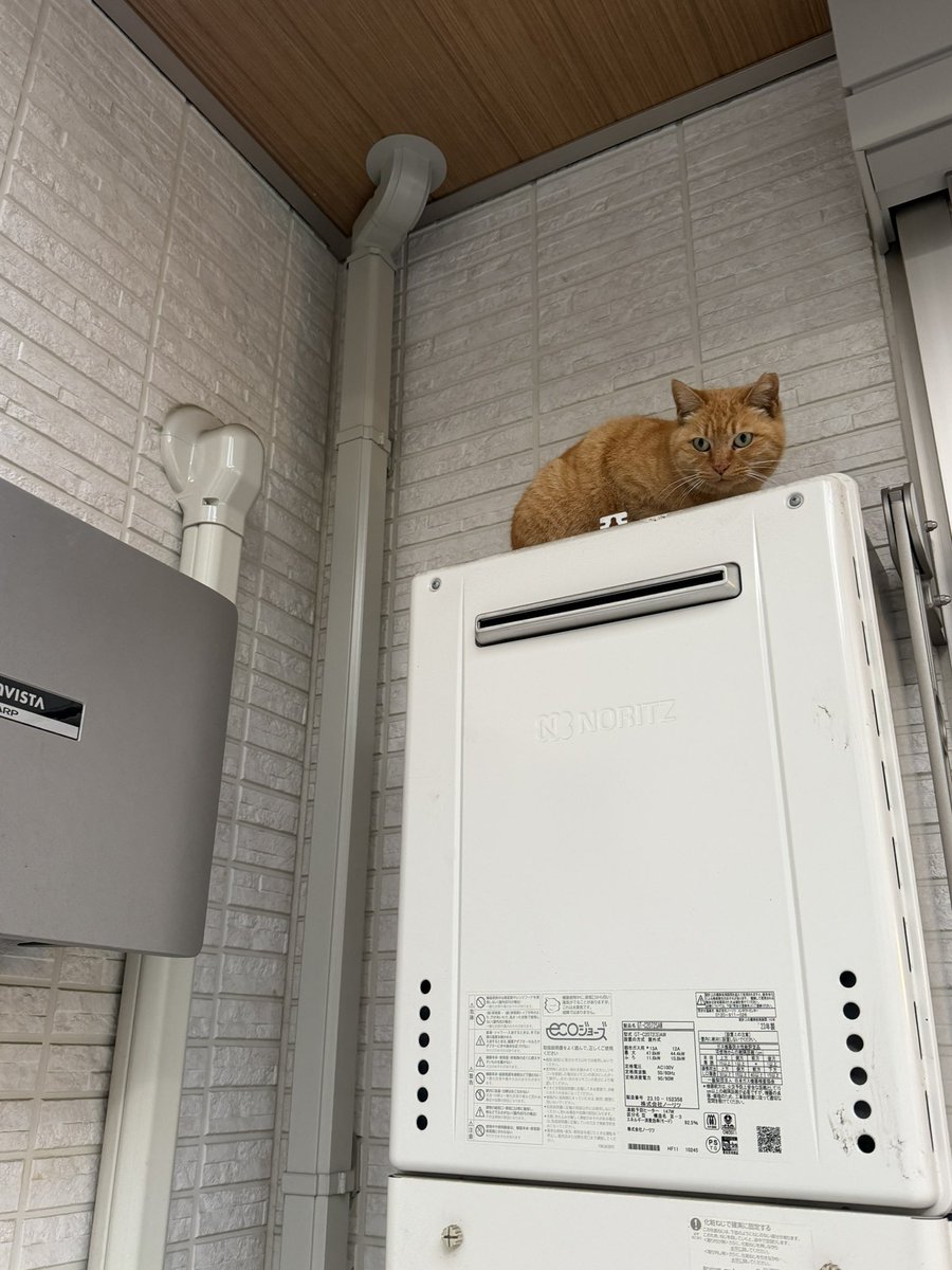 imagecat's tweet photo. https://t.co/DVt9P5GUoz