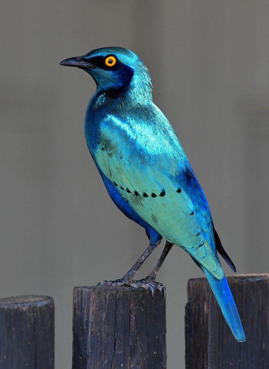 Viviane Fernandes ཐི༏ཋྀ tweet media