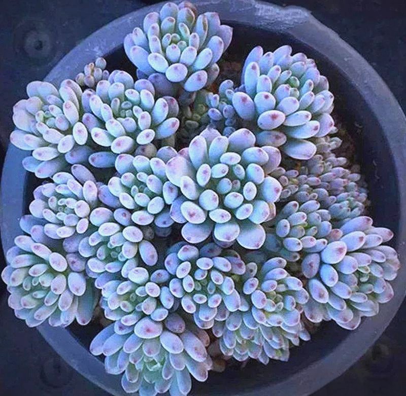 Jasmine Mek tweet media