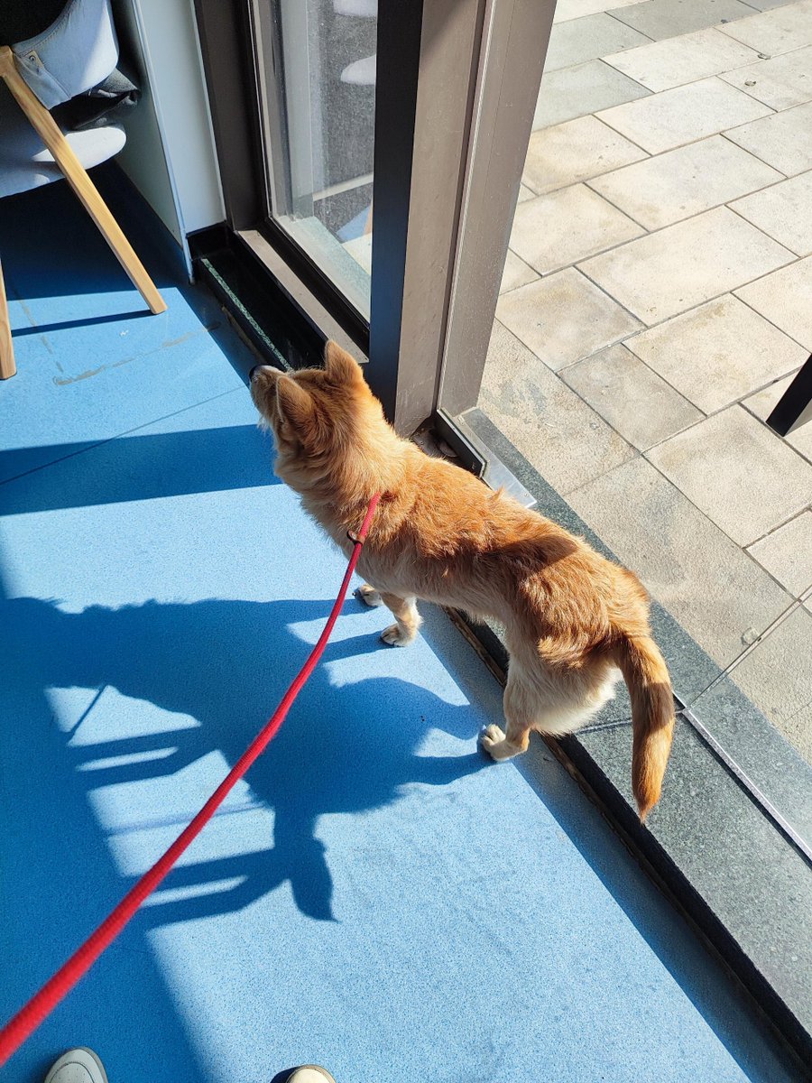 mignonchantal's tweet photo. "A dog’s day is made of 3 things: your voice, your hand, and your presence.  #PetCompanionship" https://t.co/fhbMo8DCv1