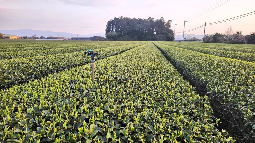(株)カノヤ宮下製茶@鉄のメンタル tweet media