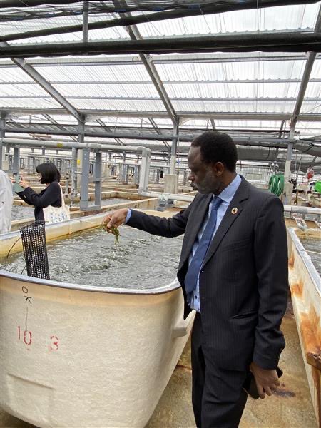 tmarwala's tweet image. Visited a sea grape farm in Kumejima—an inspiring example of sustainable ocean-based production. These “green caviar” highlight the potential of marine resources to support food security, innovation, and local economies. 
#Kumejima #BlueEconomy #Sustainability #Innovation