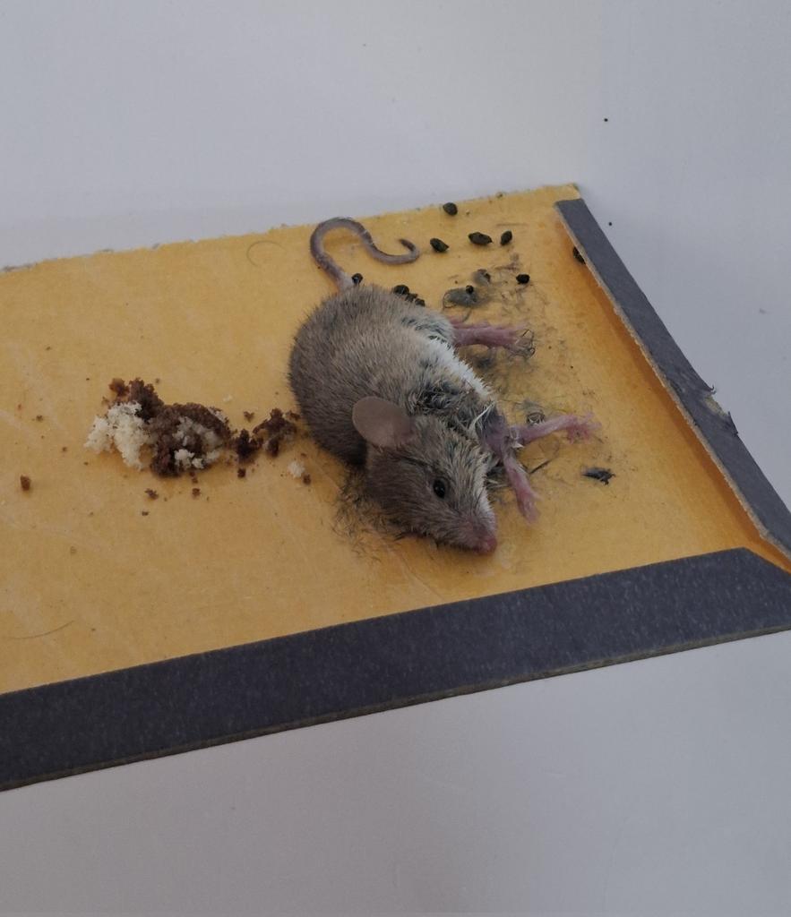 اسحاق محبی |جدید| tweet media