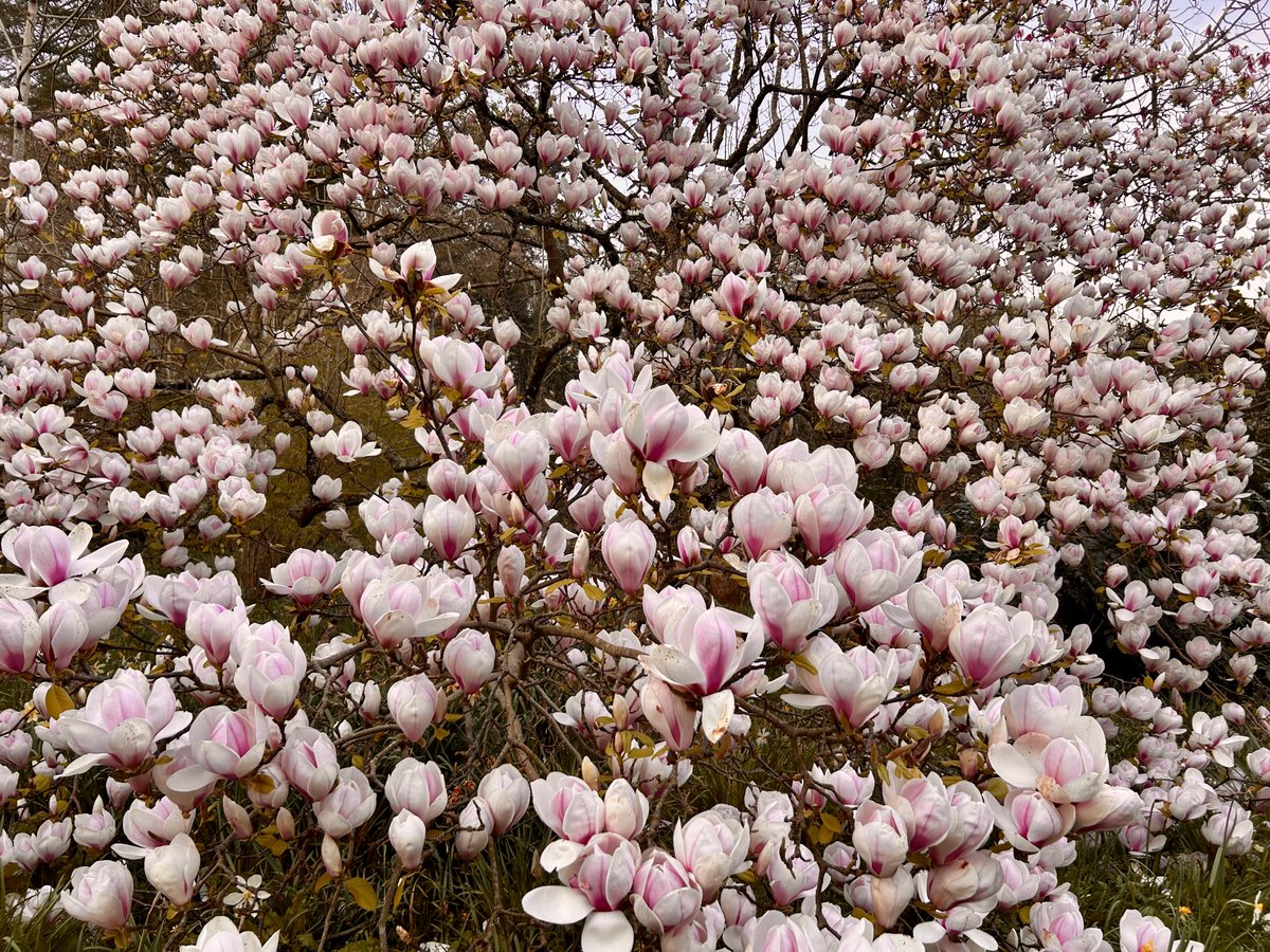 Lorraine Inglis tweet media