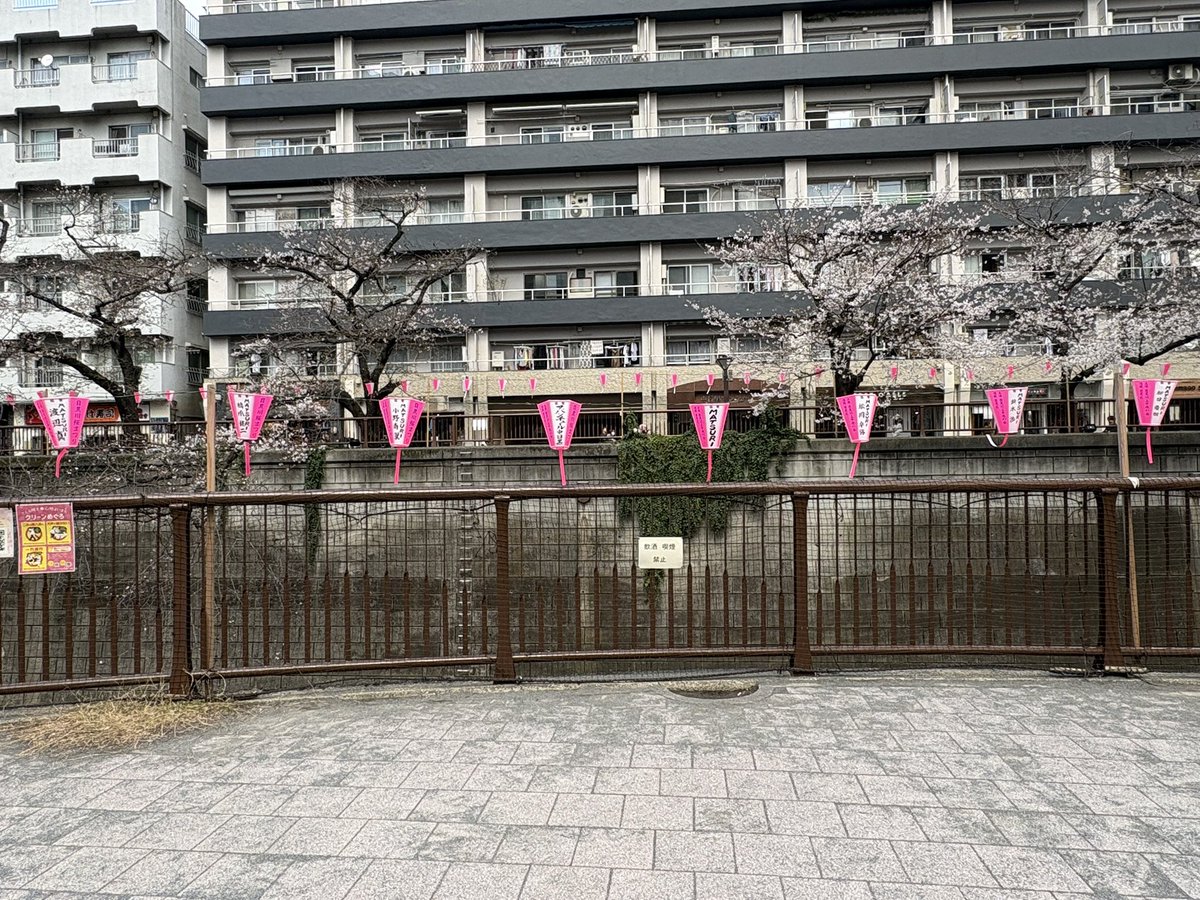 ykykfkym's tweet photo. 行ってみたかったgettiさんの
牛バラ煮込みの飲めるボロネーゼを堪能し、
目黒川を散歩しながら、桜とぼんぼりのメッセージを楽しみました🌸
ぽかぽか視聴者なので、MATSURIさんのぼんぼり見つけてテンション上がりました🤣
#目黒川
#getti https://t.co/1pONi8QkBW