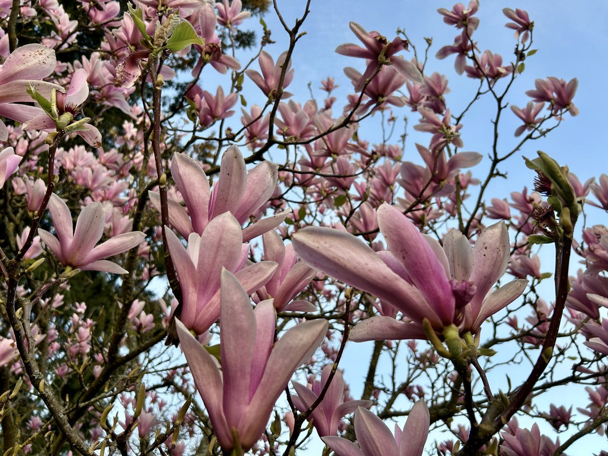 Lorraine Inglis tweet media