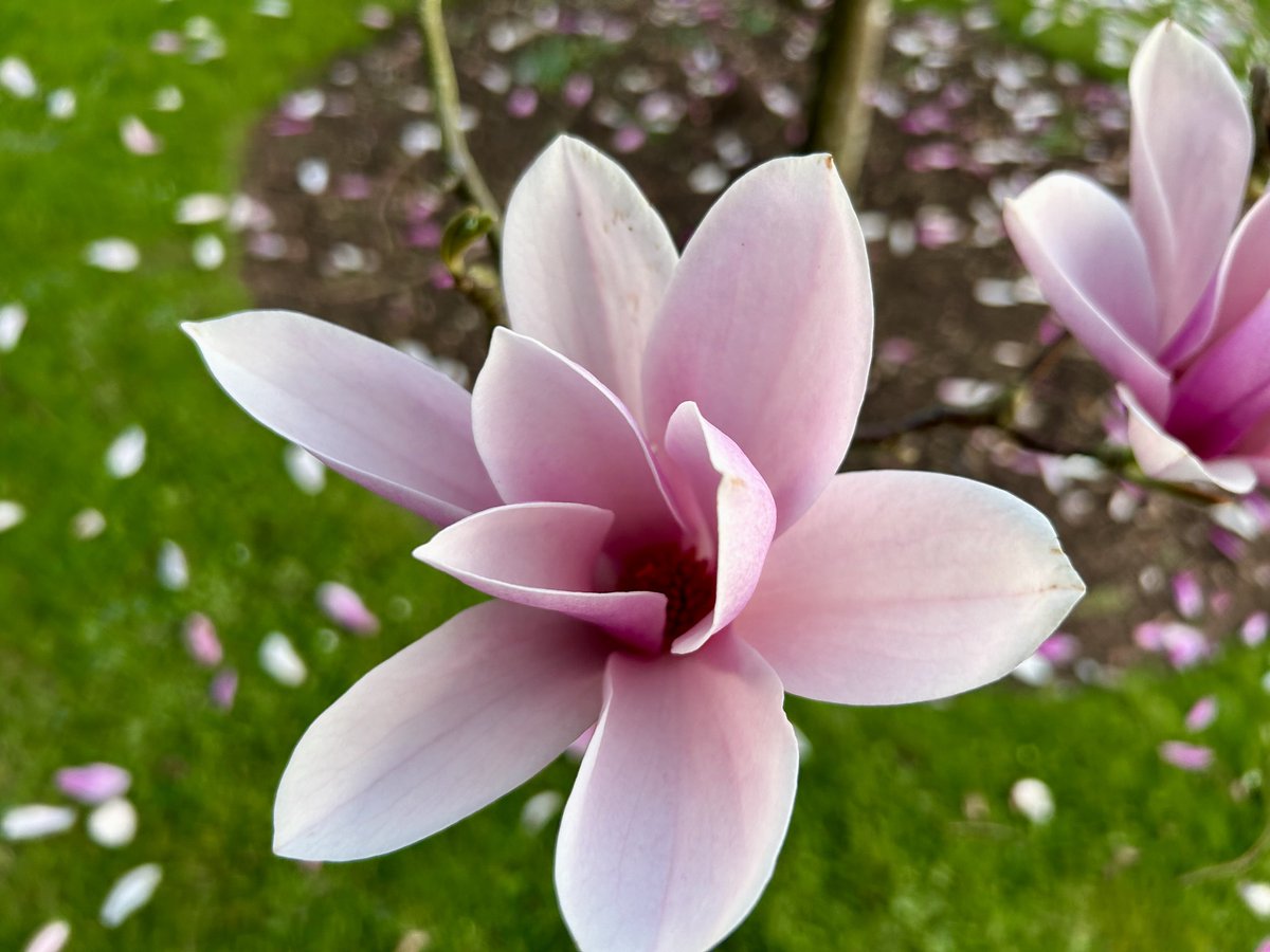 Lorraine Inglis tweet media