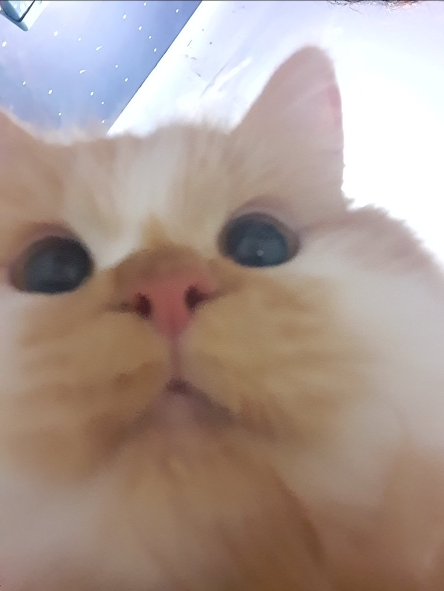 green plastic watering can for a fake rubber plant tweet media