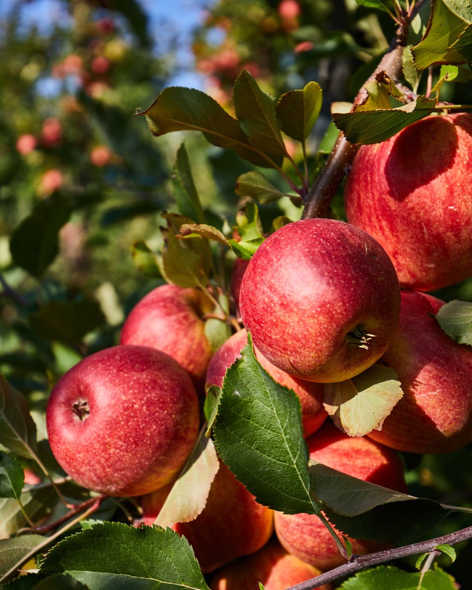 Giropoma Costa Brava tweet media