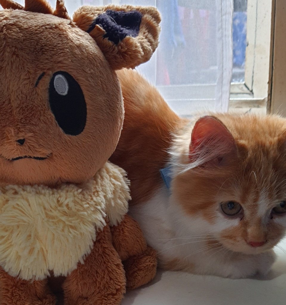 green plastic watering can for a fake rubber plant tweet media
