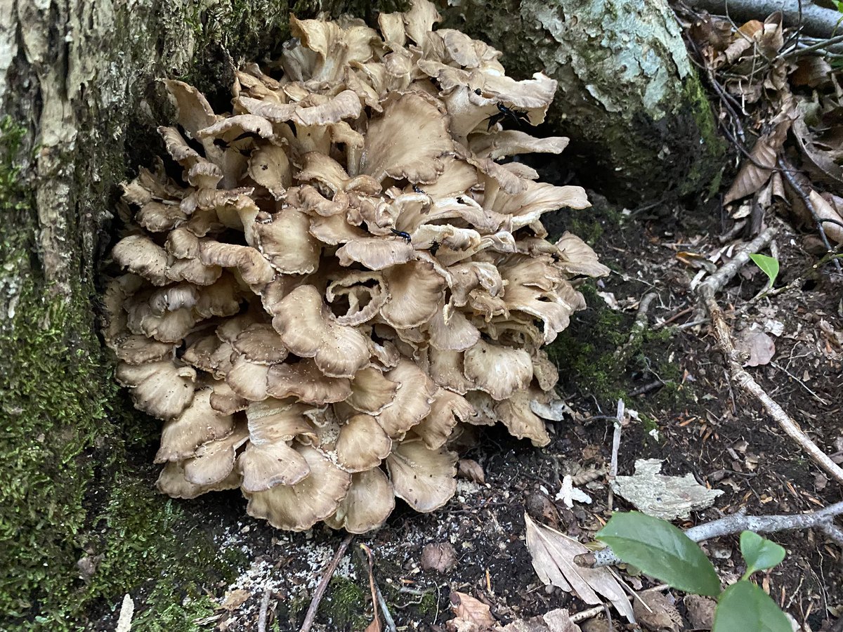 ますキノコ tweet media