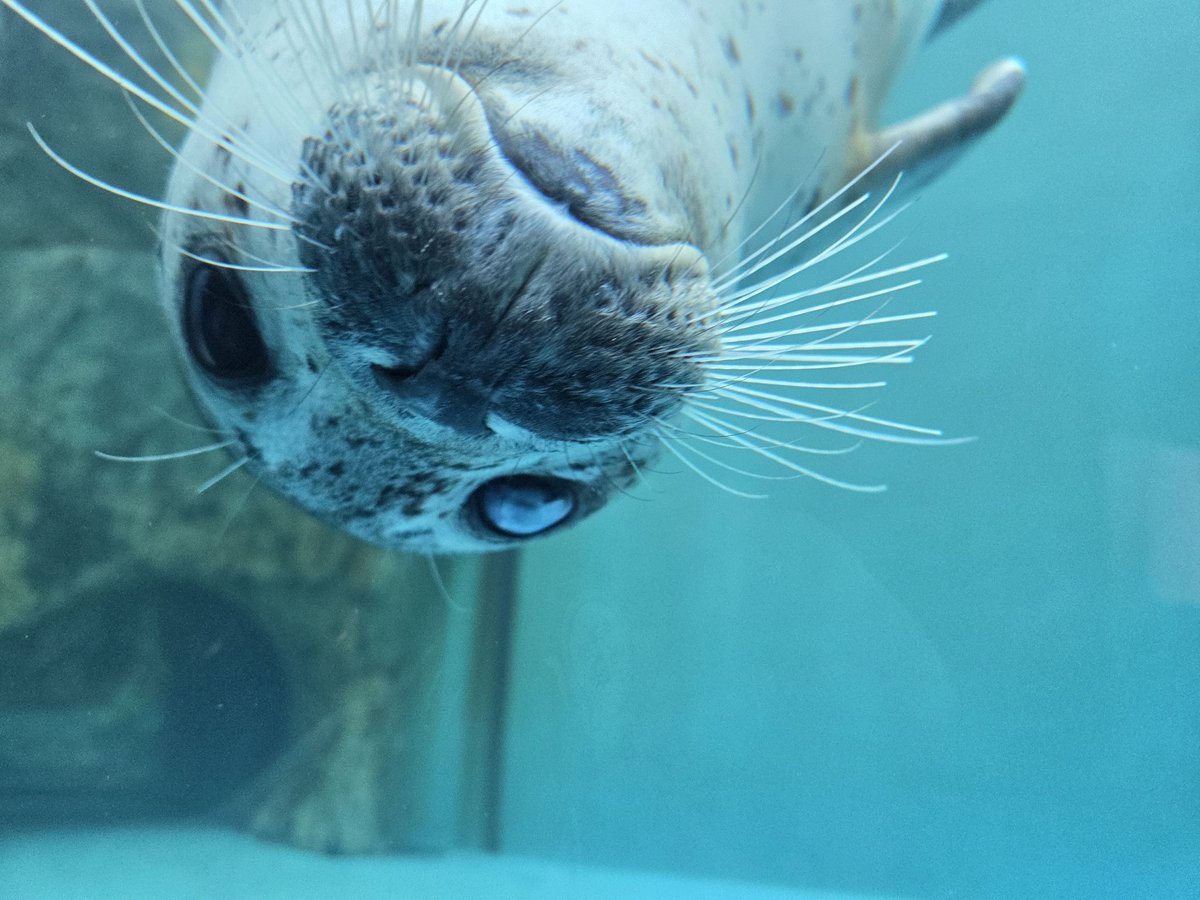 ピアニカ tweet media