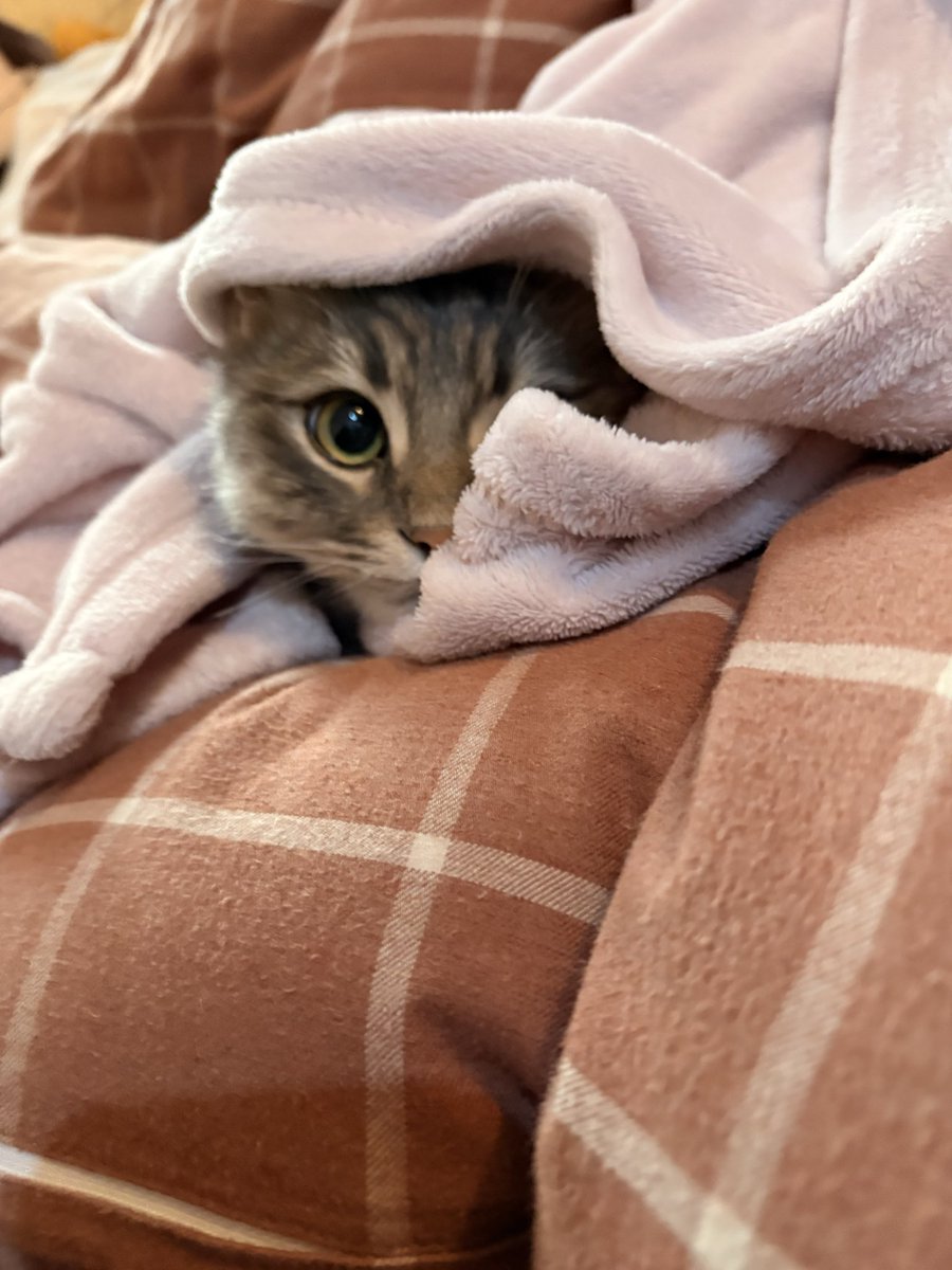 getygetty tweet media