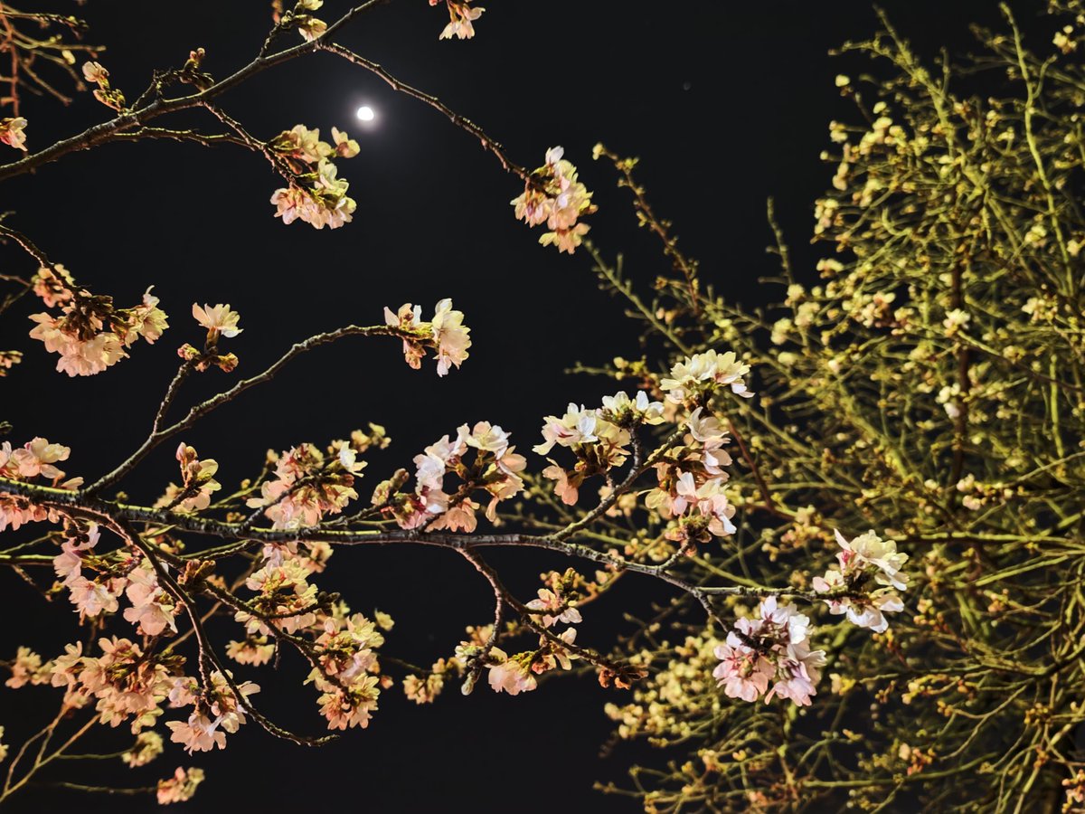 もぐらや💙☠️💙 tweet media