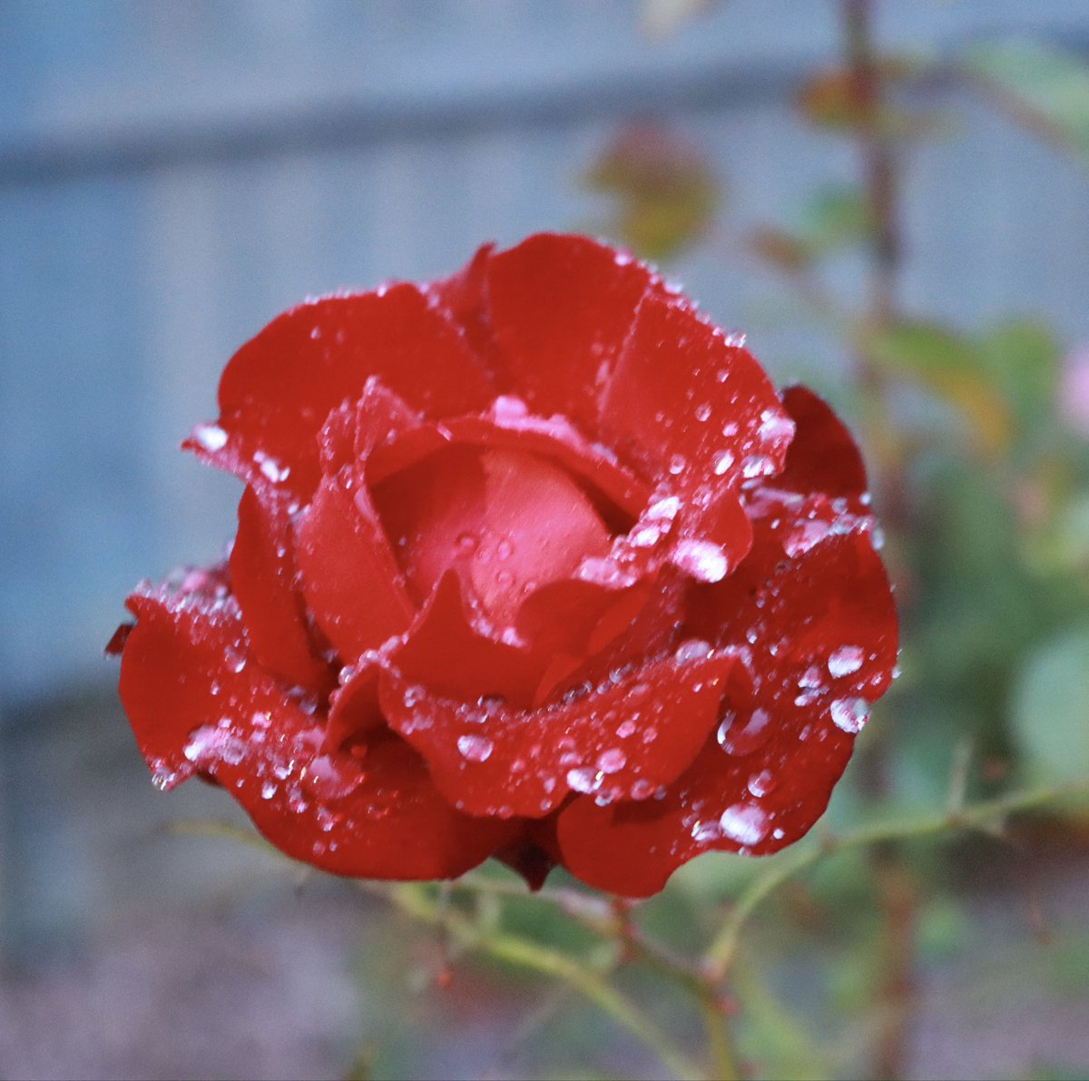 AzePoetry's tweet photo. Bu yerləri bu göyləri Yağış yuyur, gün qurudur. Bu dünyada çox şeyləri Yağış yuyur, gün qurudur.

Gözümüzün yaşını da, Bağrımızın başını da Qəbrimizin daşını da Yağış yuyur, gün qurudur.

–Ramiz Rövşən https://t.co/2lny0stDWW