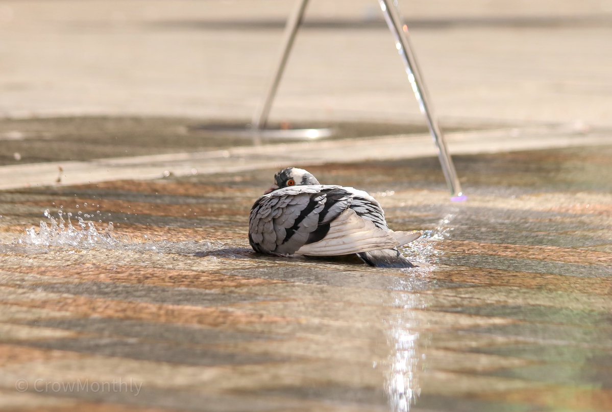 Crow Monthly tweet media