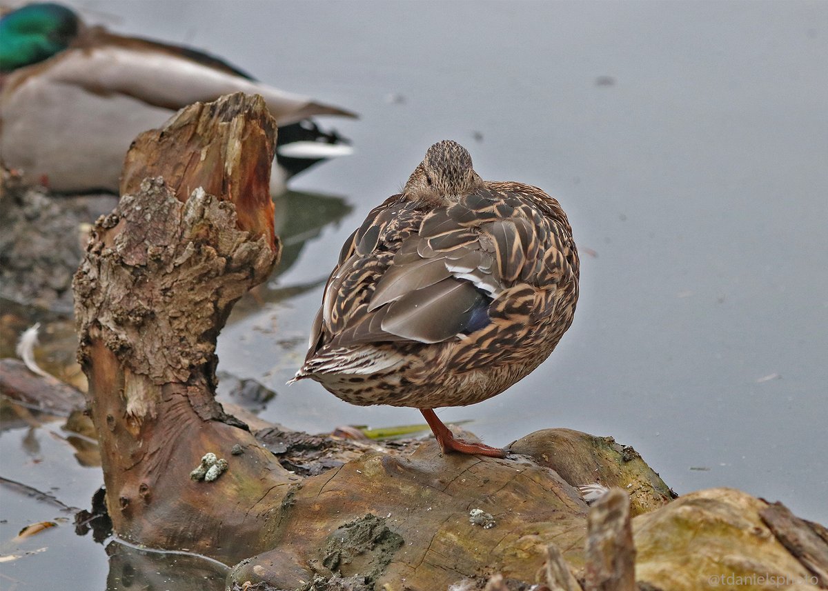 Terry Hlywka tweet media