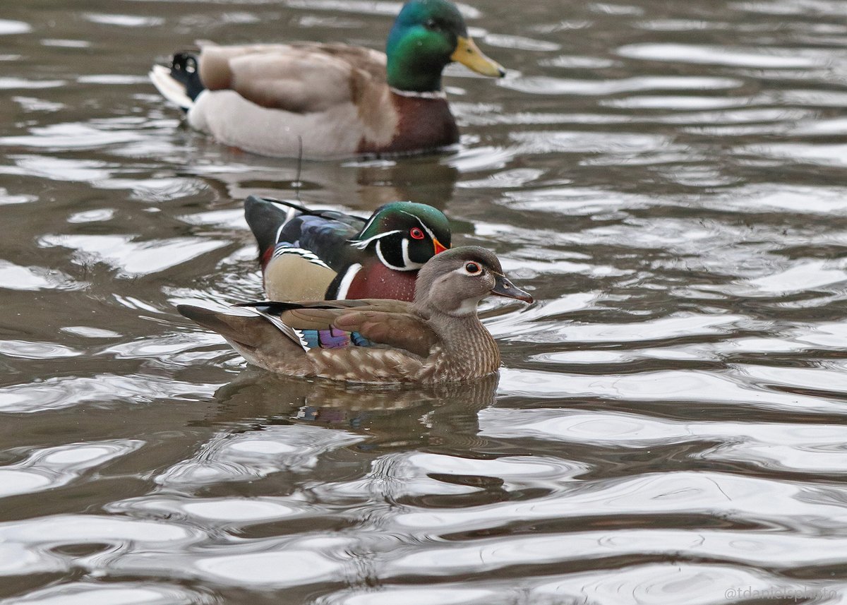 Terry Hlywka tweet media