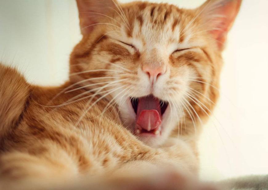 Therese Gleason tweet media