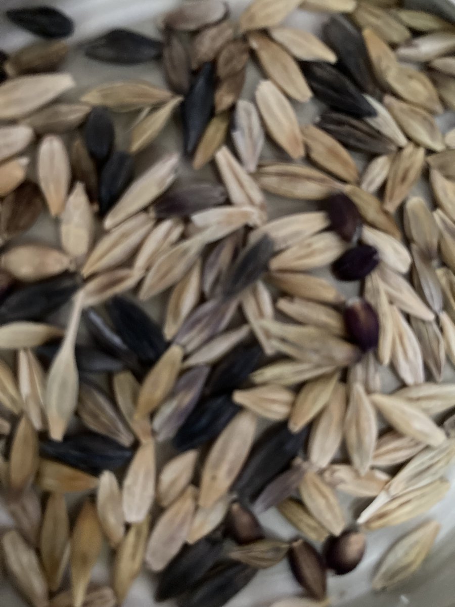 Over fifty varieties of barley ready to trial this autumn, mostly from Ethiopia. Could be a vital cool season crop for my humid subtropical farm since autumn rains are our most dependable of the year. Just hope I can keep the finches off a few strains at least.
