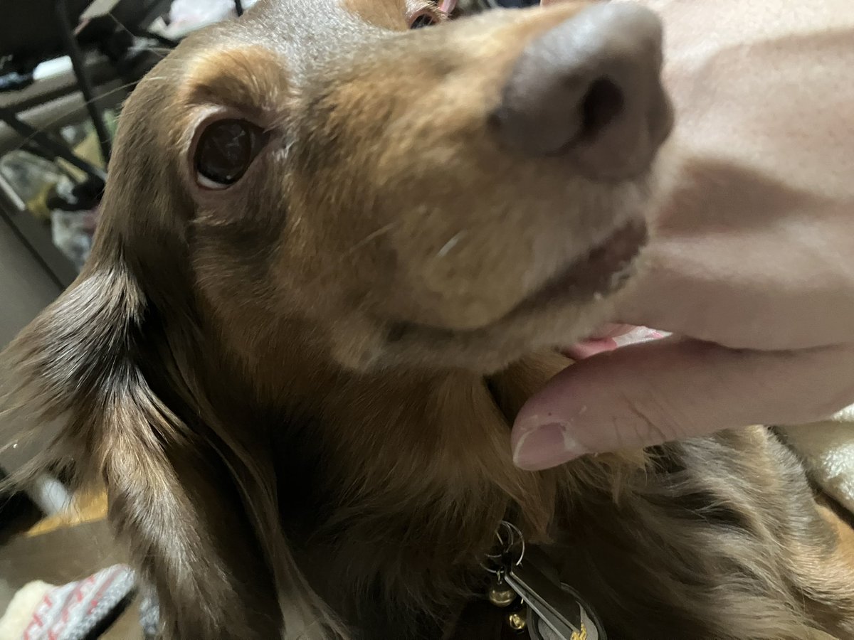 しおな🍓❄️ tweet media