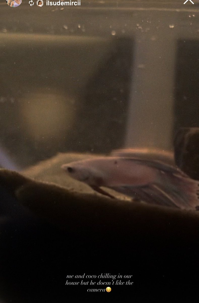 ᴡɪᴄᴋᴇᴅɢᴀᴍᴇ tweet media