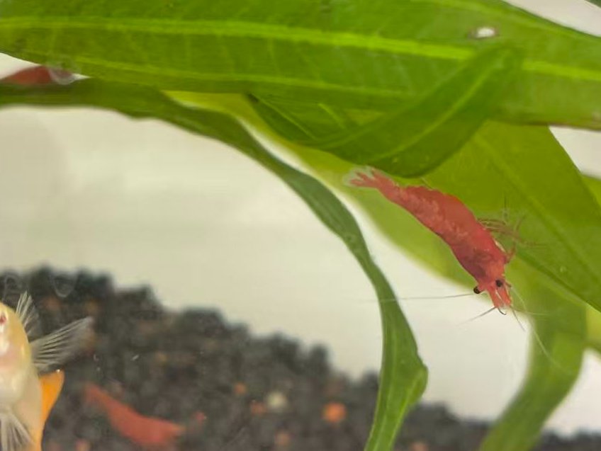 Happy Friday! 👋 Introducing our office’s newly deployed, bio-intelligent version of <a href="/openclaw/">OpenClaw🦞</a> 
 Pros: 100% local privacy, incredibly low energy consumption.
 Cons: It just blows bubbles and looks like it wants to log off earlier than I do. 🫧
 Have a great weekend, everyone!