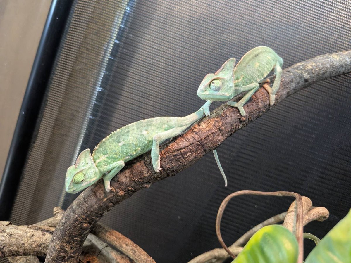 kuroneko heddon(D.N.A) tweet media