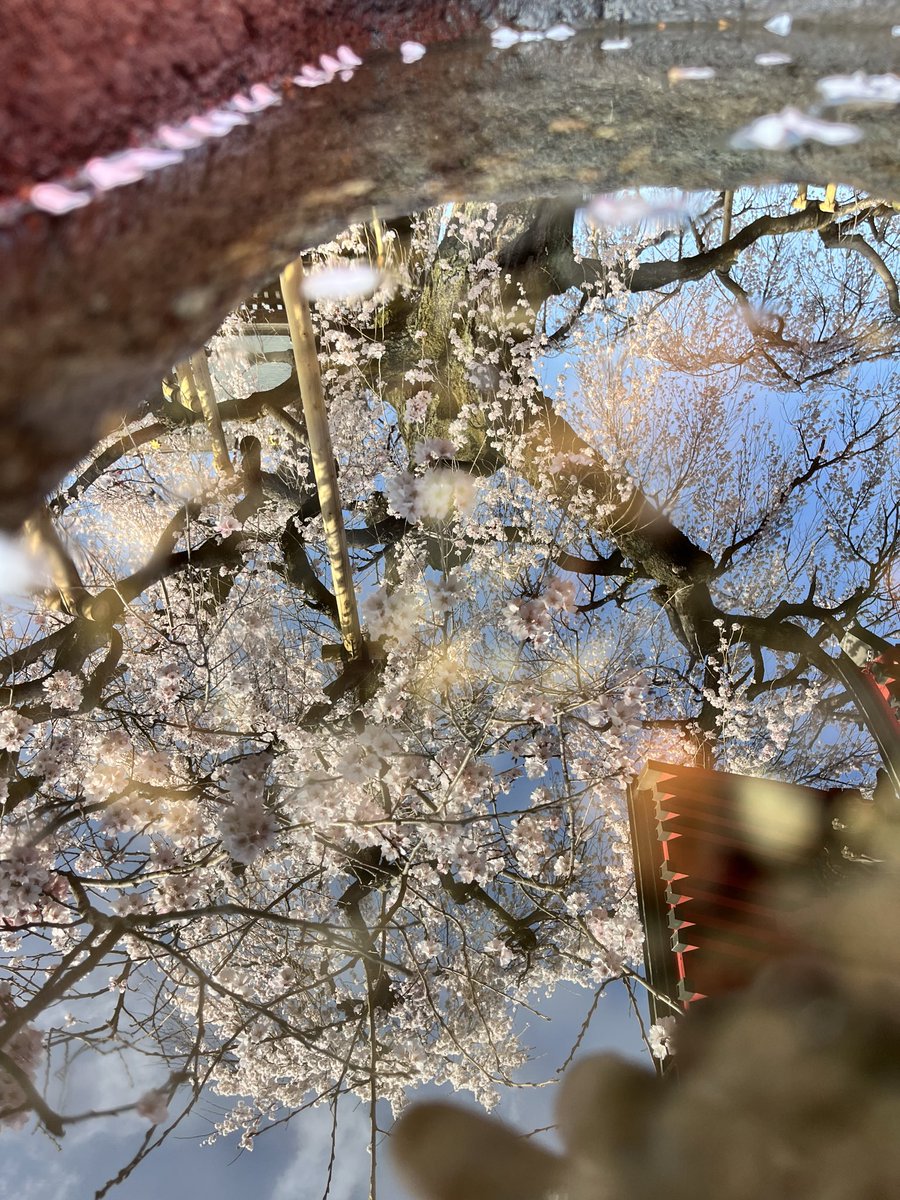 ちかだ tweet media