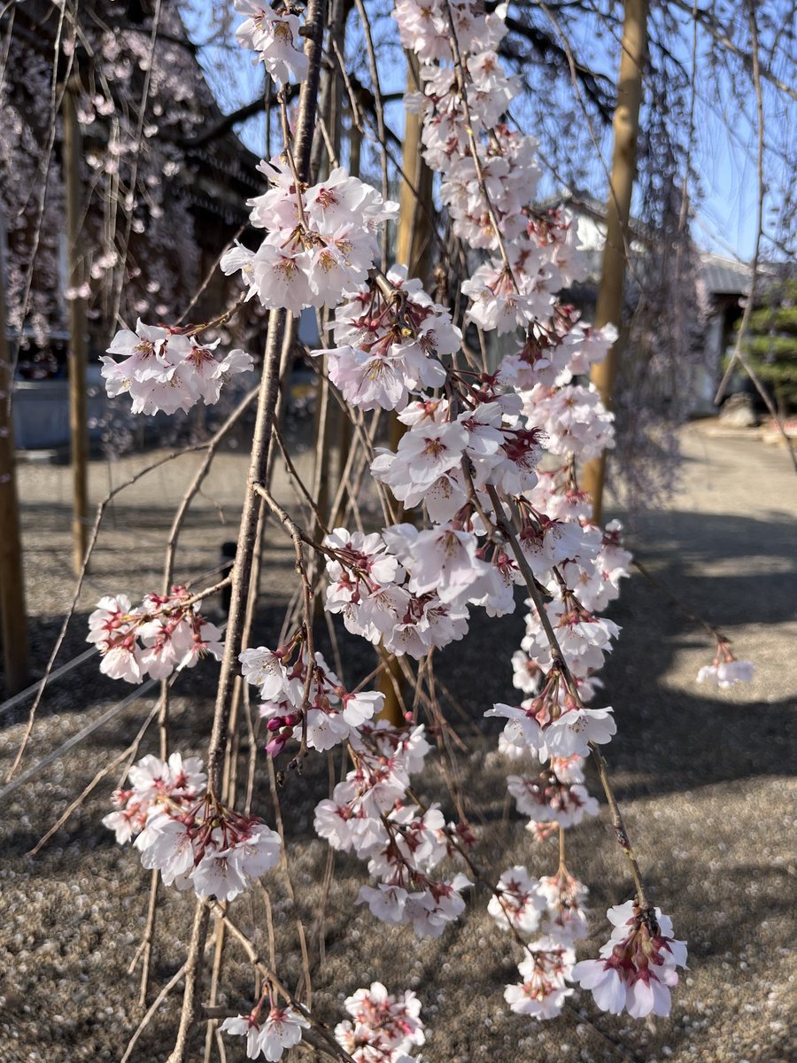 ちかだ tweet media