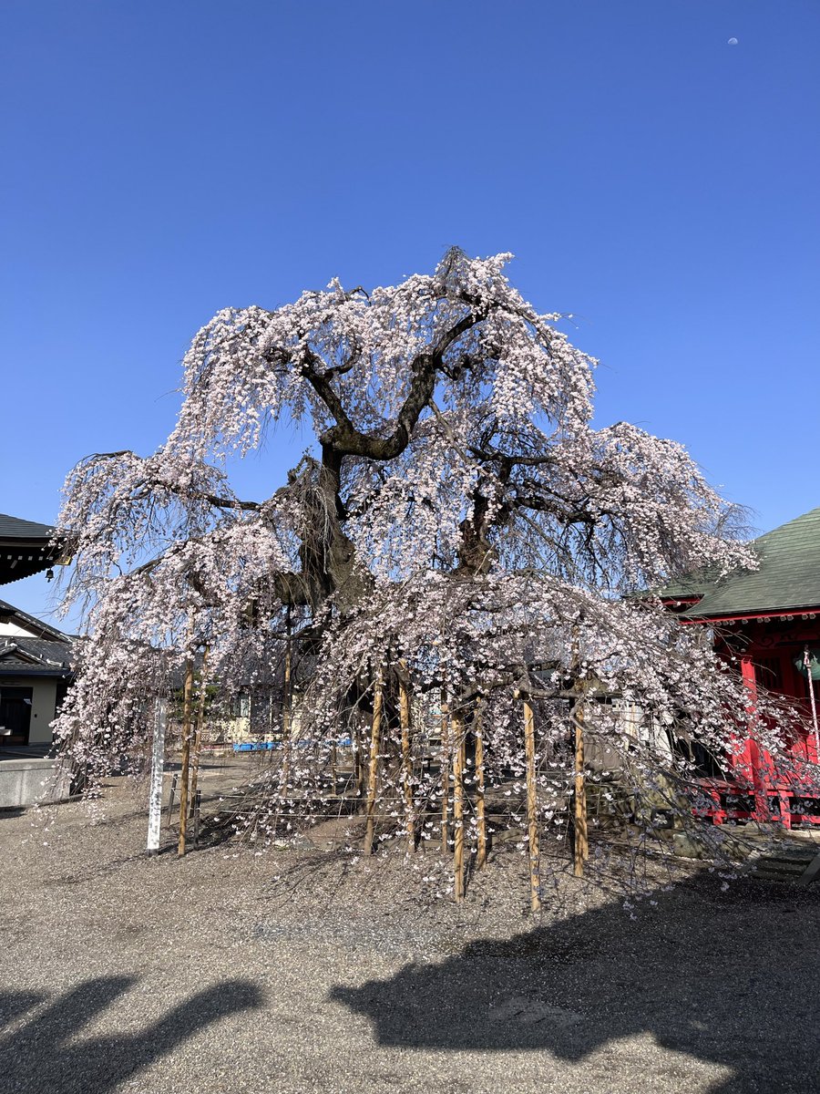 ちかだ tweet media