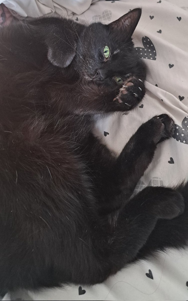 ☁Mylo/Mylorph☁ tweet media